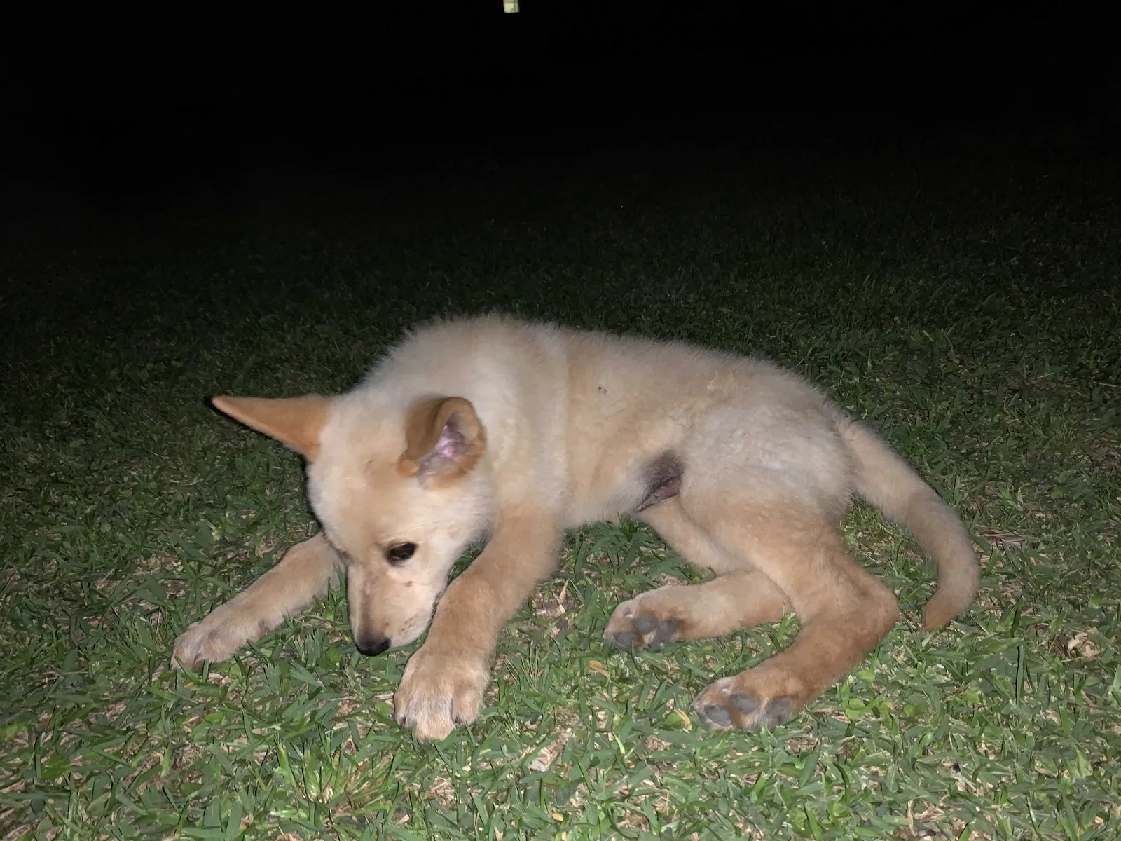 Lost dog in Crosby, TX, 77532