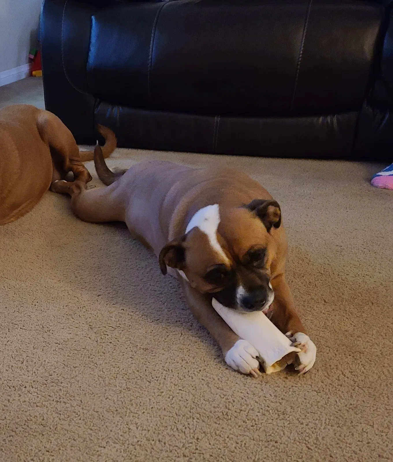 Lost dog in North Las Vegas, NV, 89081
