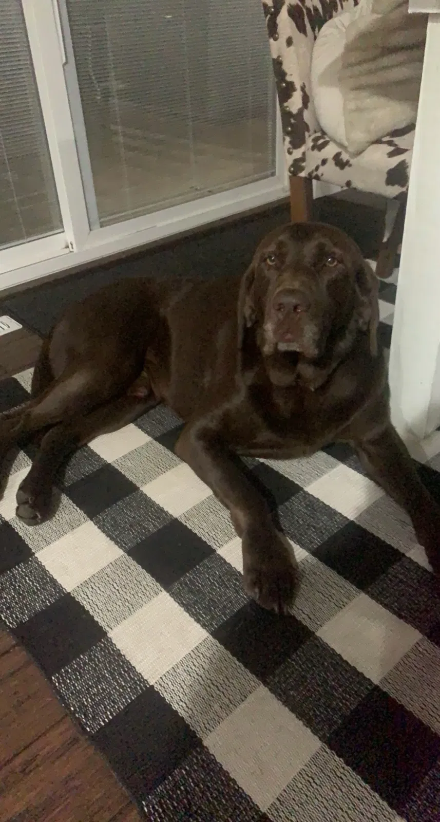 Lost dog in Westville, IN, 46391