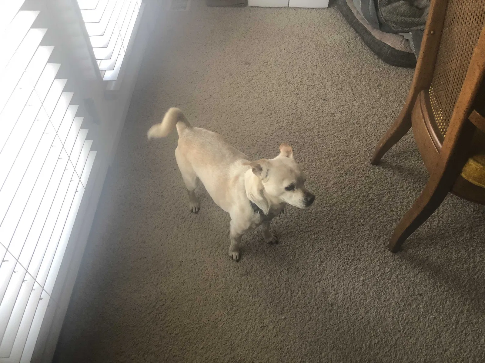Lost dog in Filer, ID, 83328