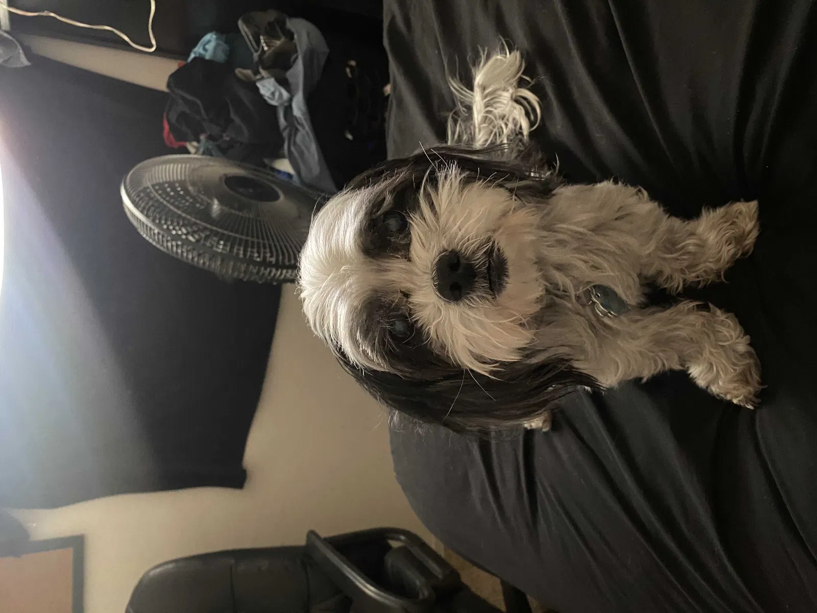Lost dog in Gilbert, AZ, 85295