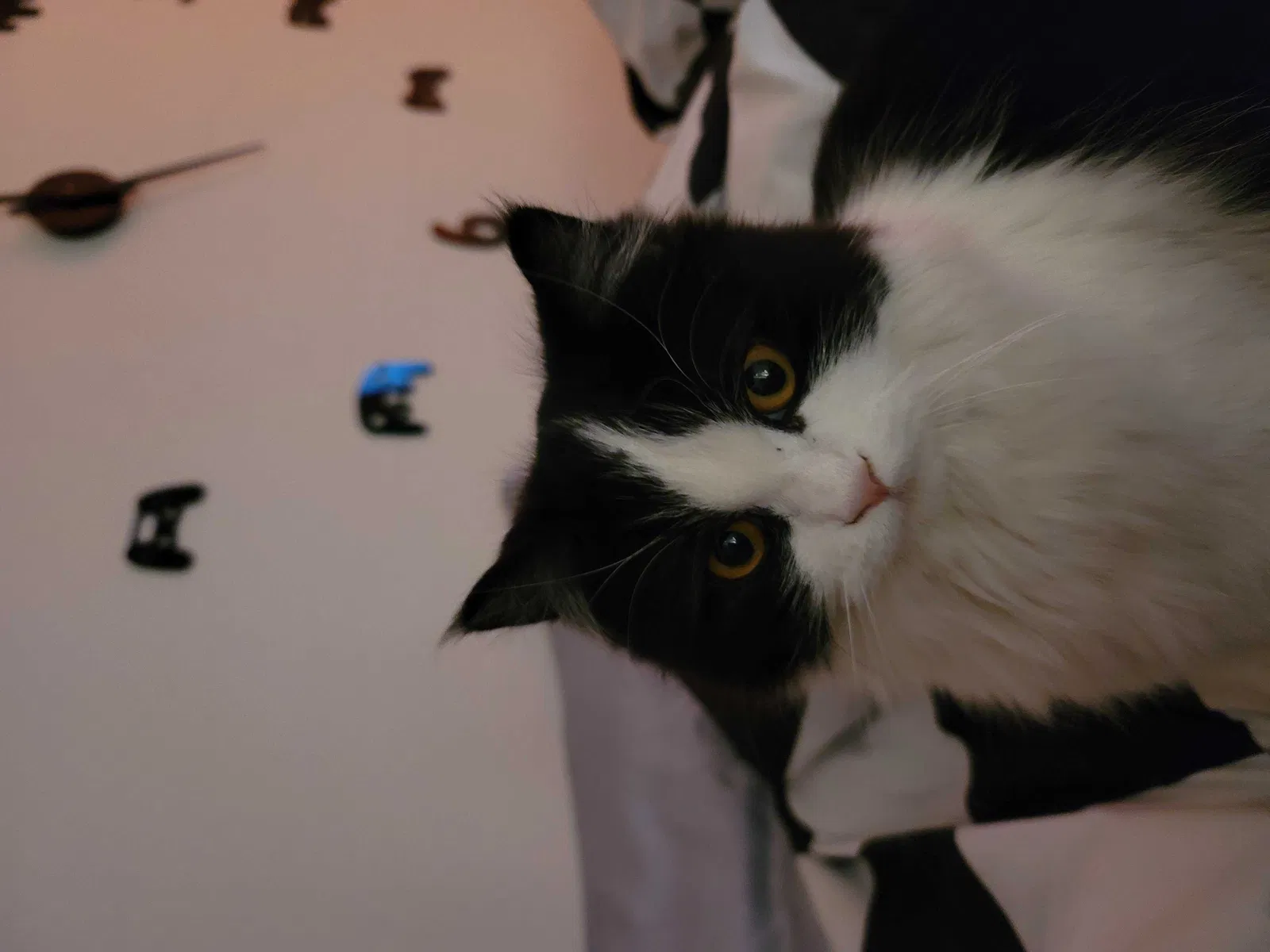 Lost cat in Surprise, AZ, 85379