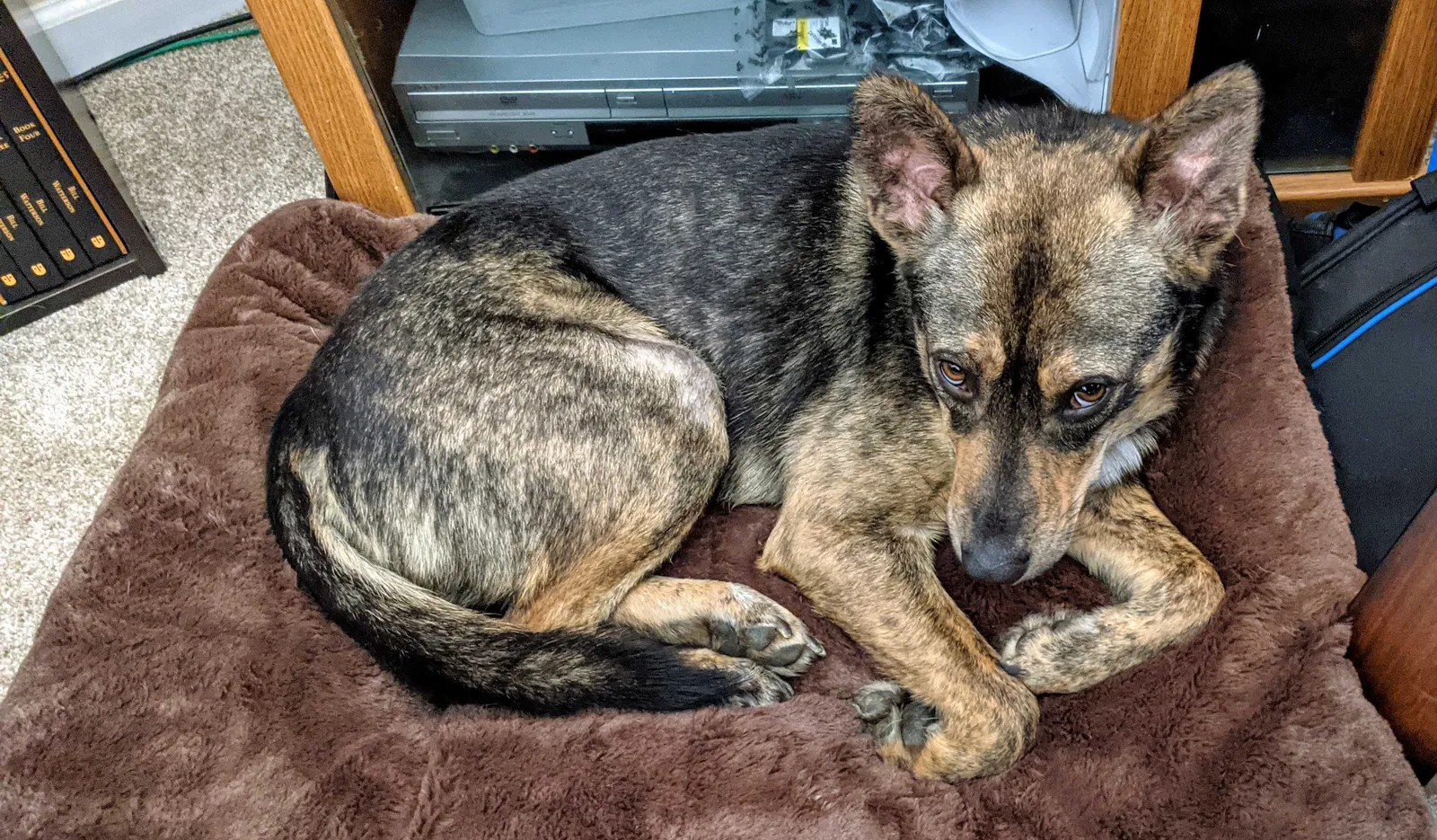 Lost dog in Indianapolis, IN, 46237