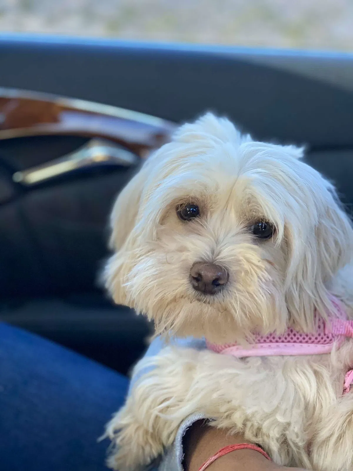 Lost dog in Oak Park, CA, 91377
