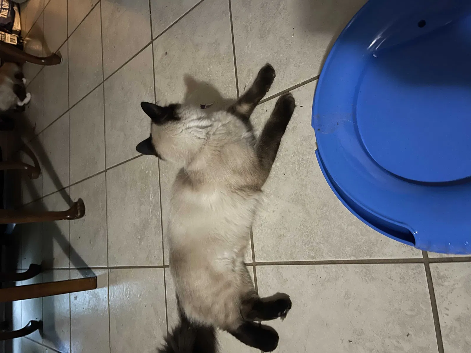 Lost cat in Joshua, TX, 76058