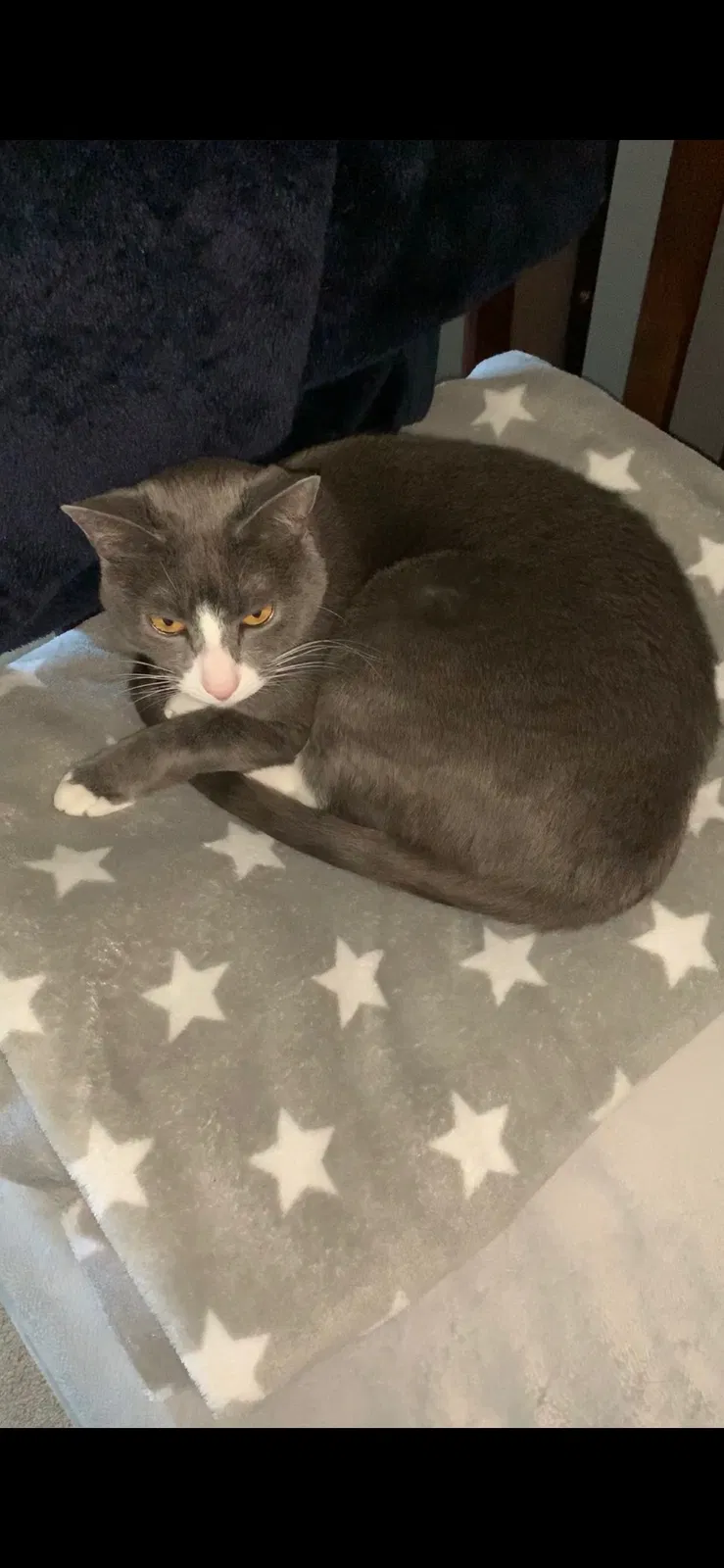 Lost cat in Finksburg, MD, 21048
