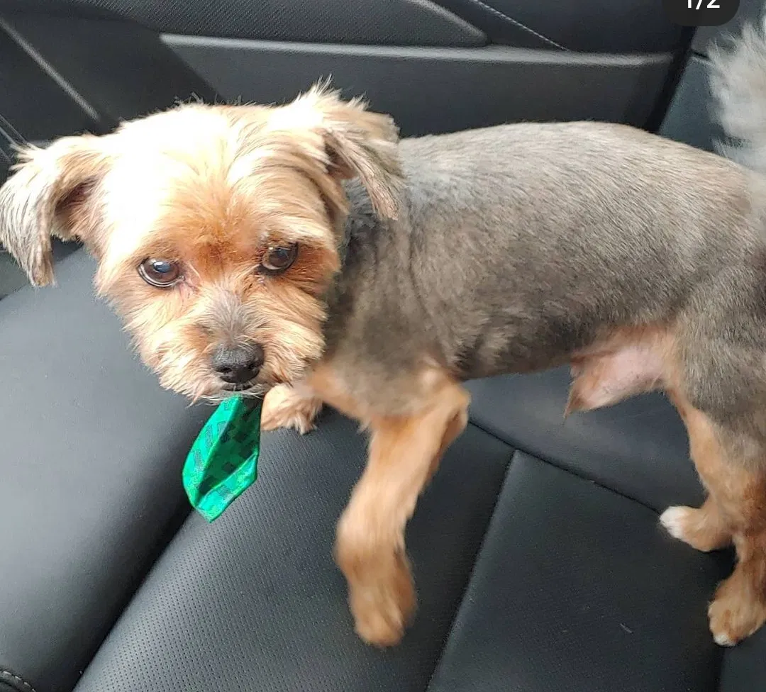 Lost dog in Seattle, WA, 98155