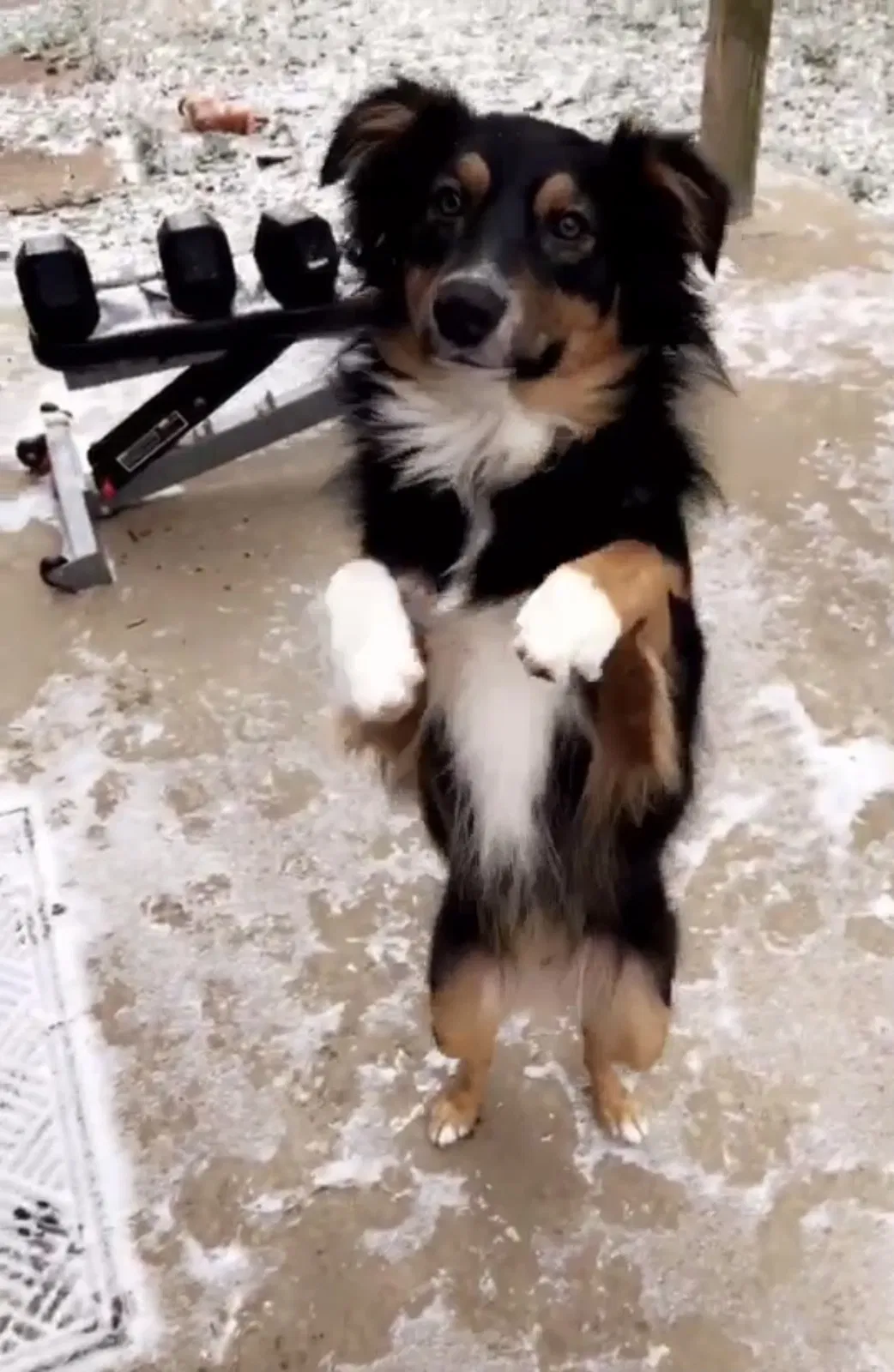 Lost dog in Fayetteville, AR, 72701
