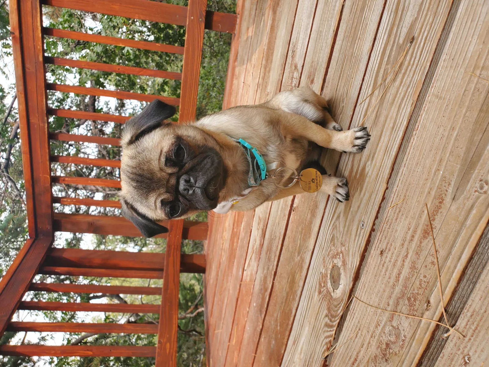 Lost dog in Temecula, CA, 92592