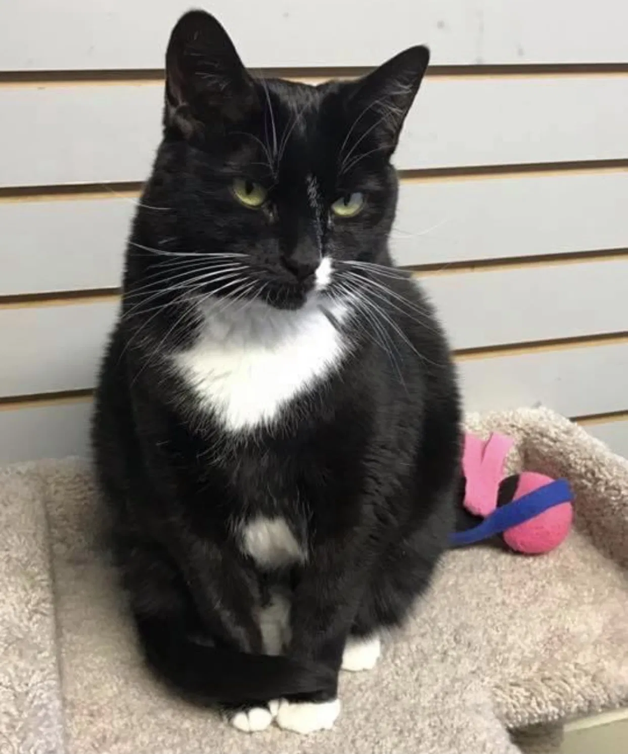 Lost cat in Crete, IL, 60417