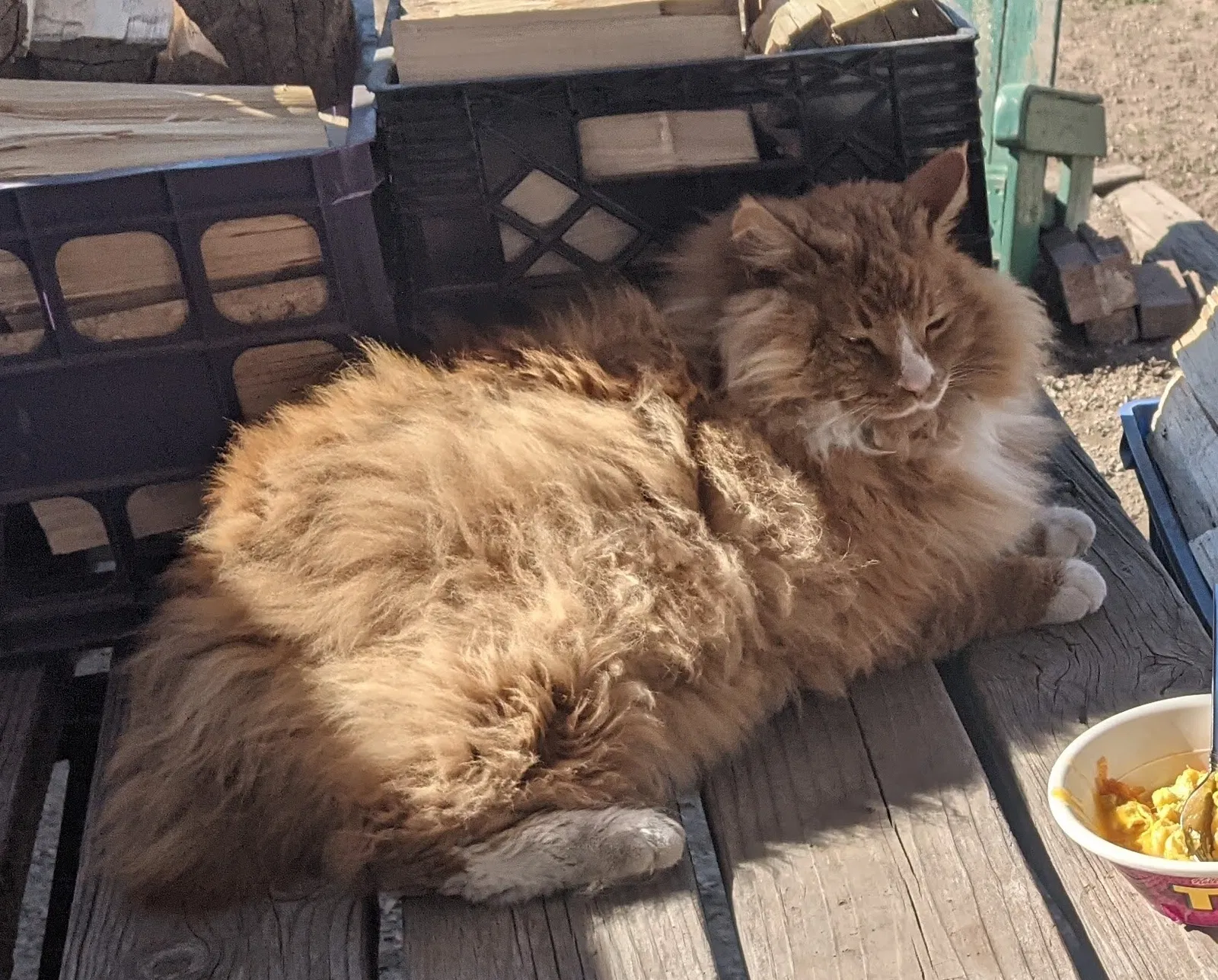 Lost cat in Spokane, WA, 99207