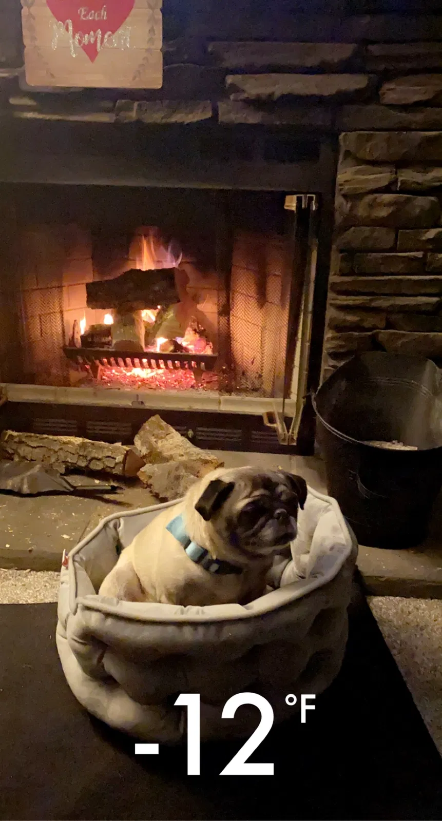 Lost dog in Lyndon Station, WI, 53944