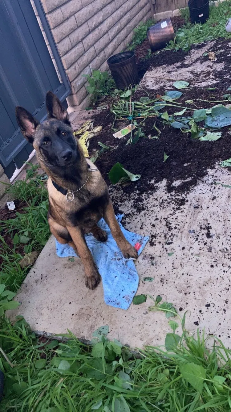 Lost dog in Anza, CA, 92539