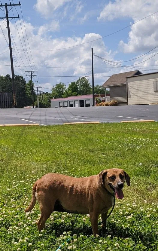 Lost dog in Locust, NC, 28097
