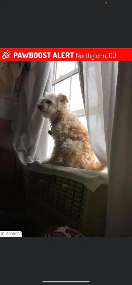 Lost dog in Denver, CO, 80234
