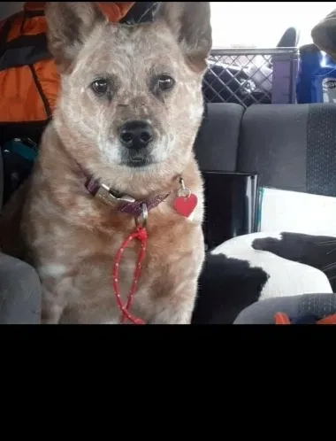 Lost dog in Seattle, WA, 98168