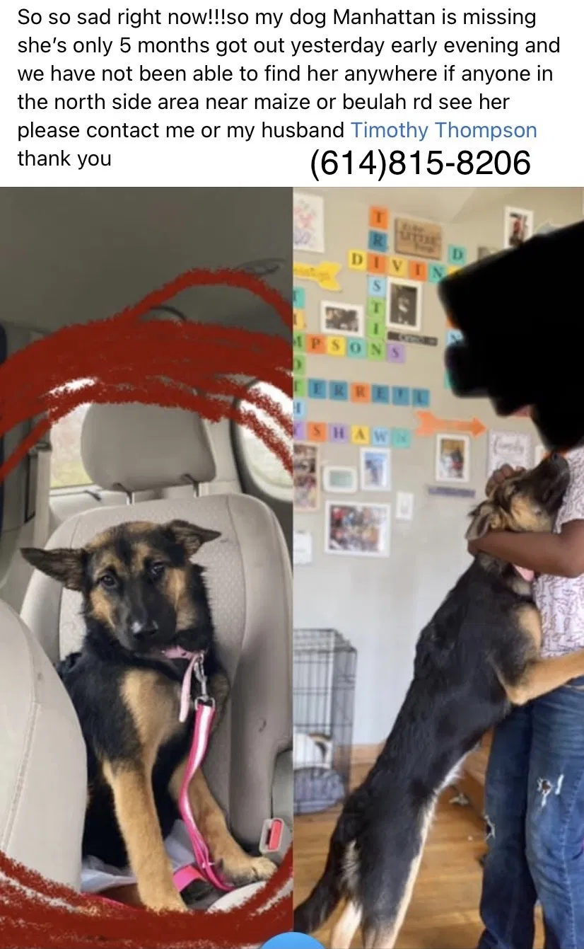 Lost dog in Columbus, OH, 43224