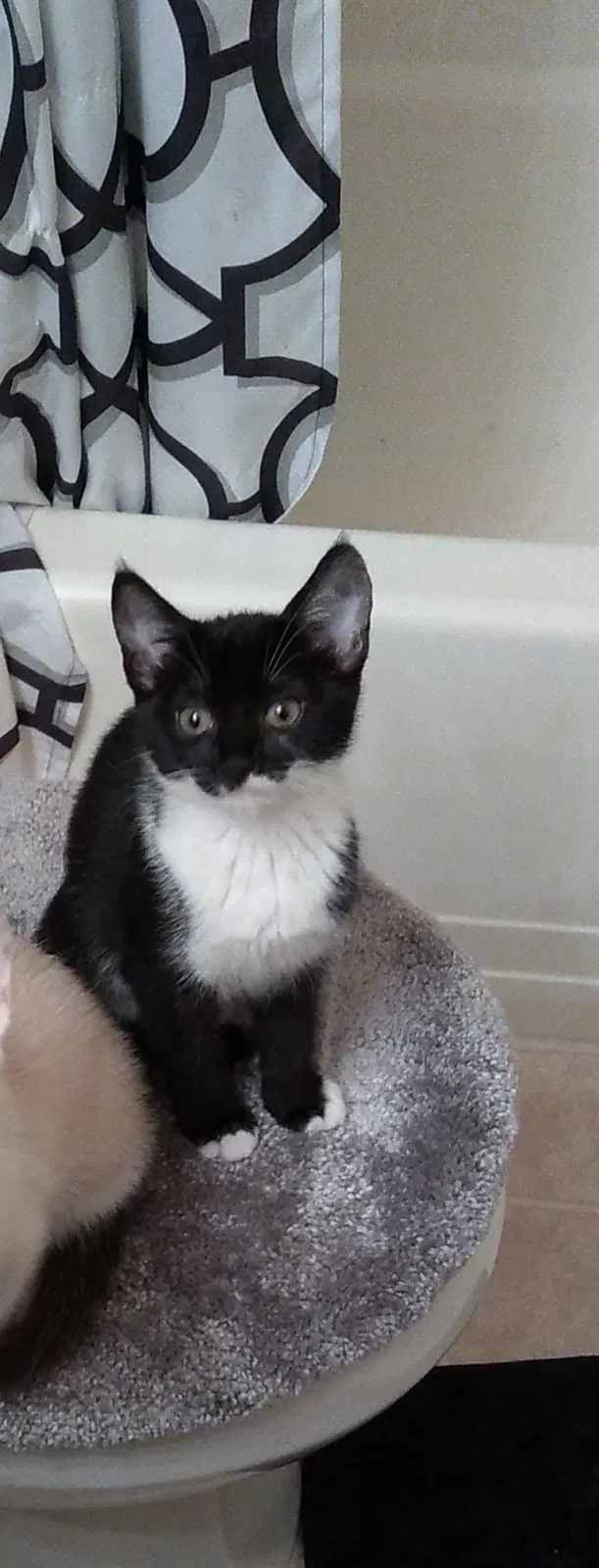 Lost cat in Spokane, WA, 99201