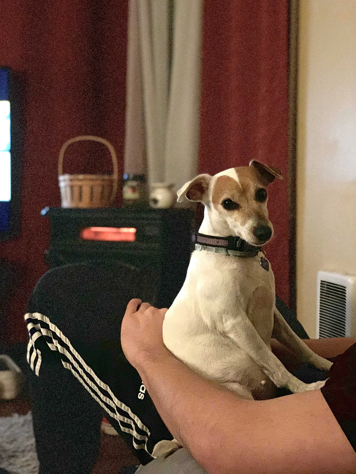 Lost dog in Mcminnville, OR, 97128