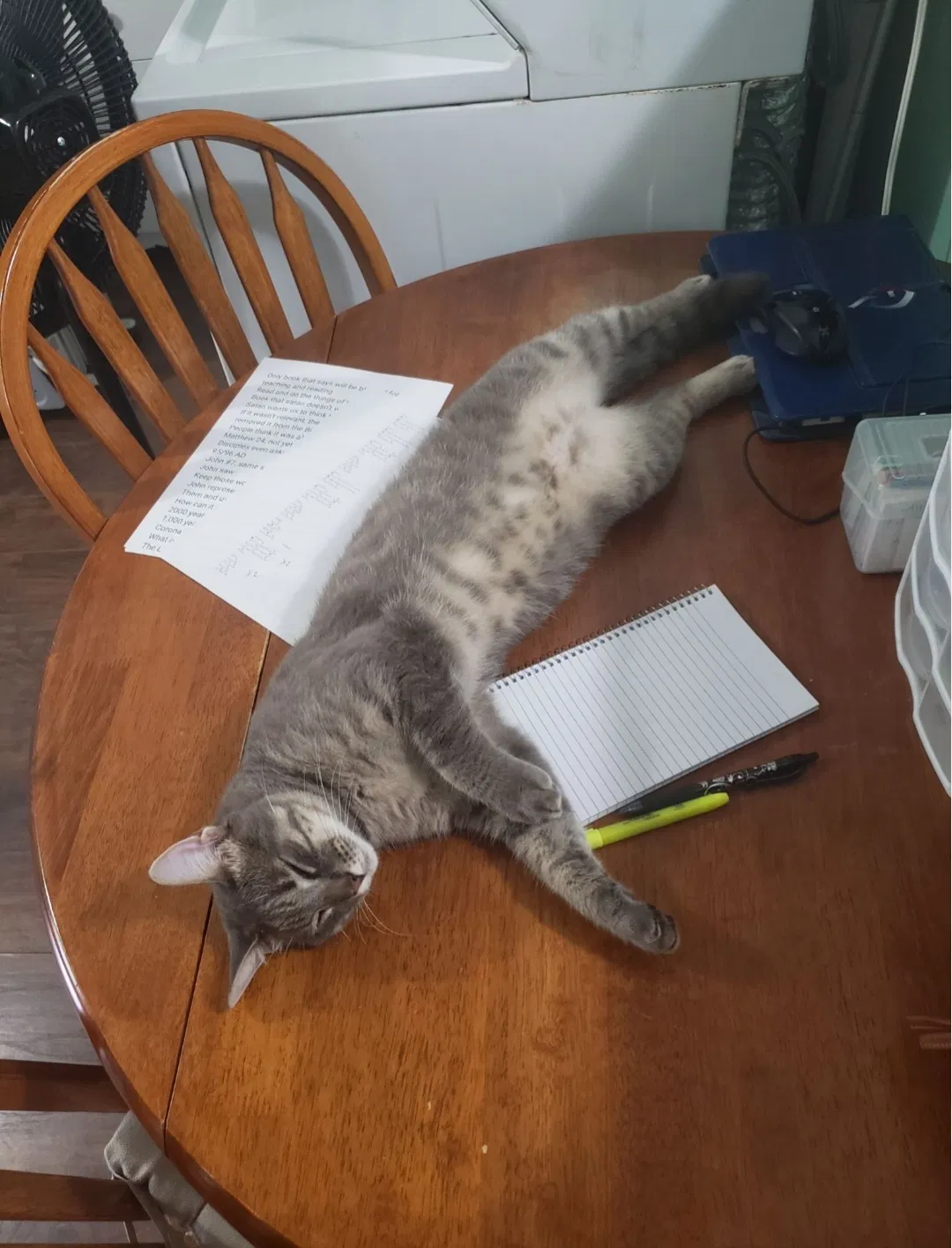 Lost cat in Navarre, FL, 32566