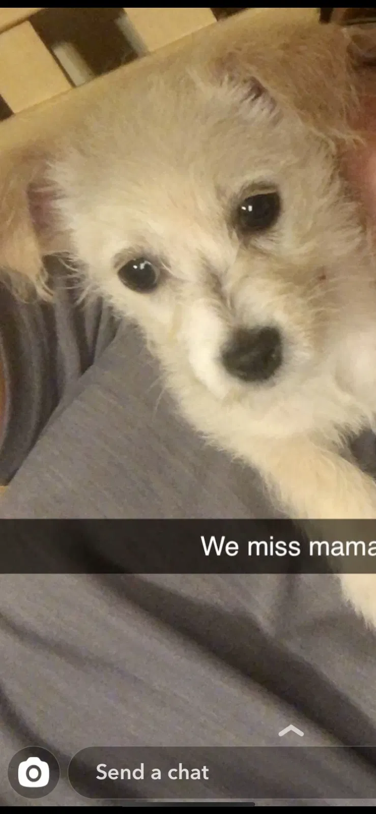 Lost dog in Belen, NM, 87002
