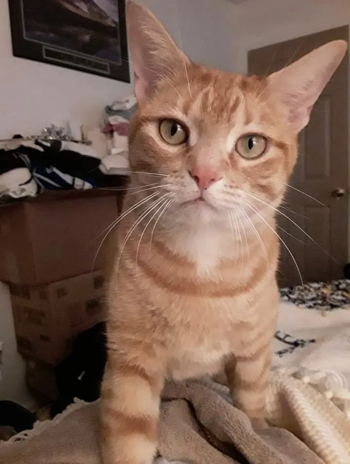 Lost cat in Albuquerque, NM, 87106