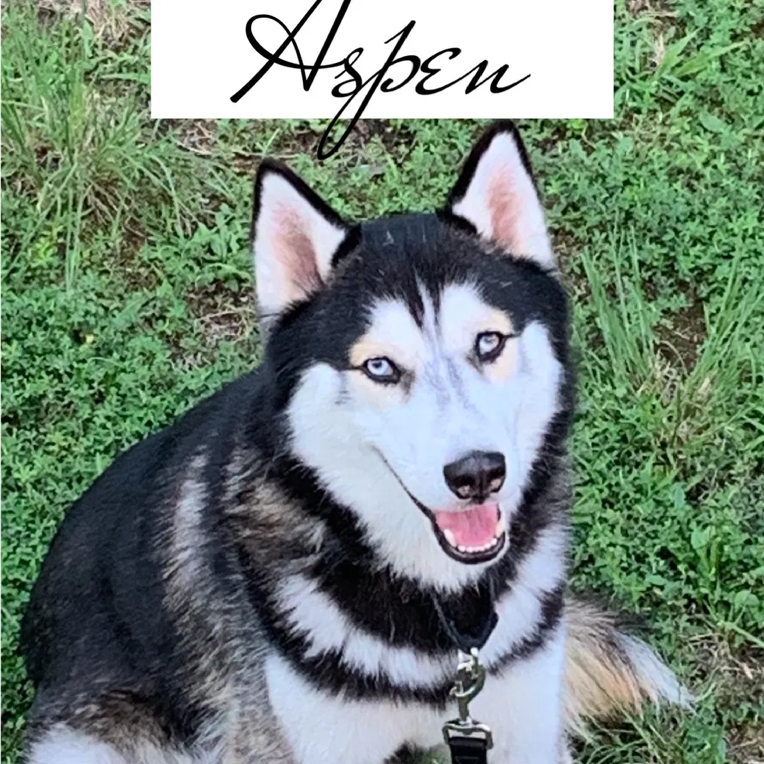 Lost dog in Fredericksburg, VA, 22407