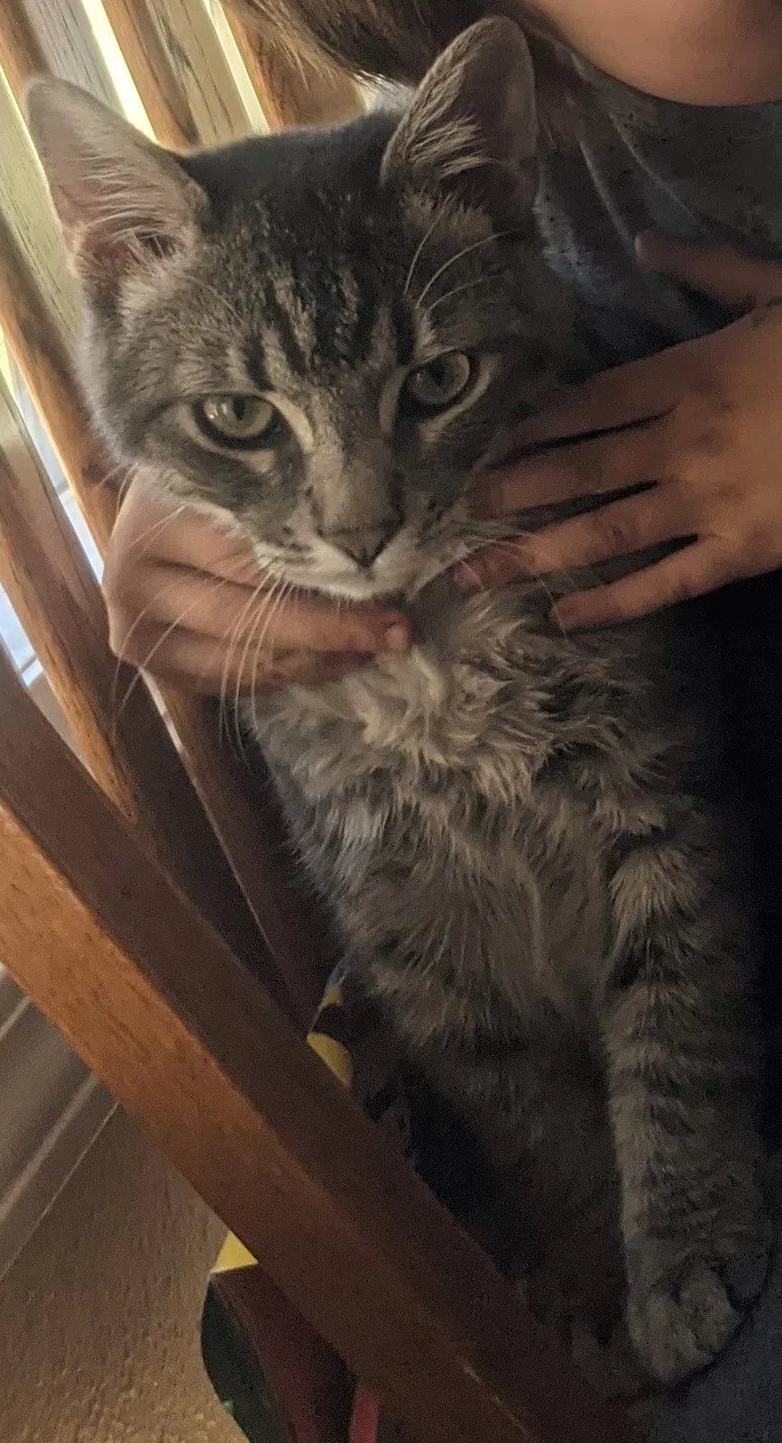 Lost cat in Oak Park, CA, 91377