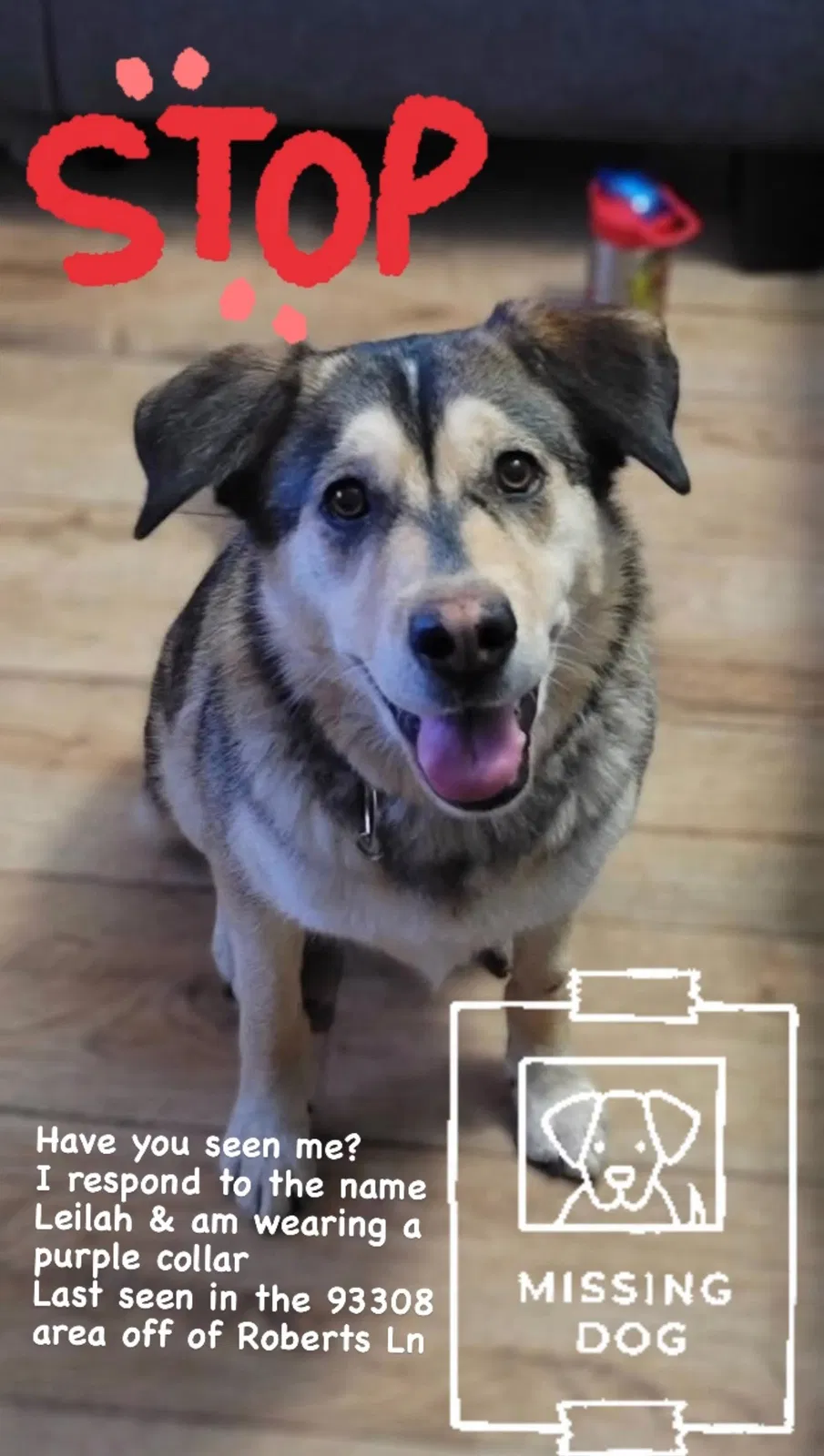 Lost dog in Bakersfield, CA, 93308
