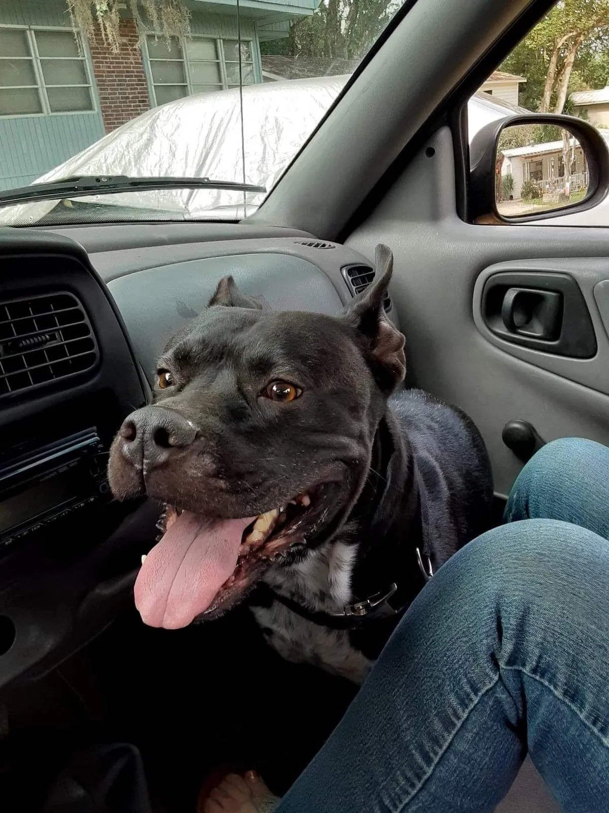 Lost dog in Zephyrhills, FL, 33540
