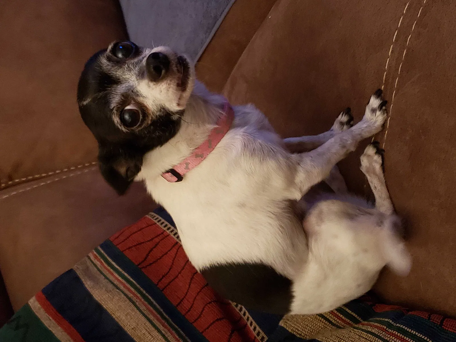 Lost dog in Tucson, AZ, 85741
