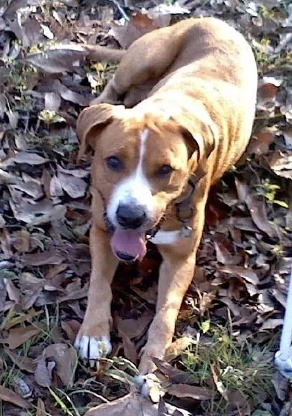 Lost dog in Mandeville, LA, 70448