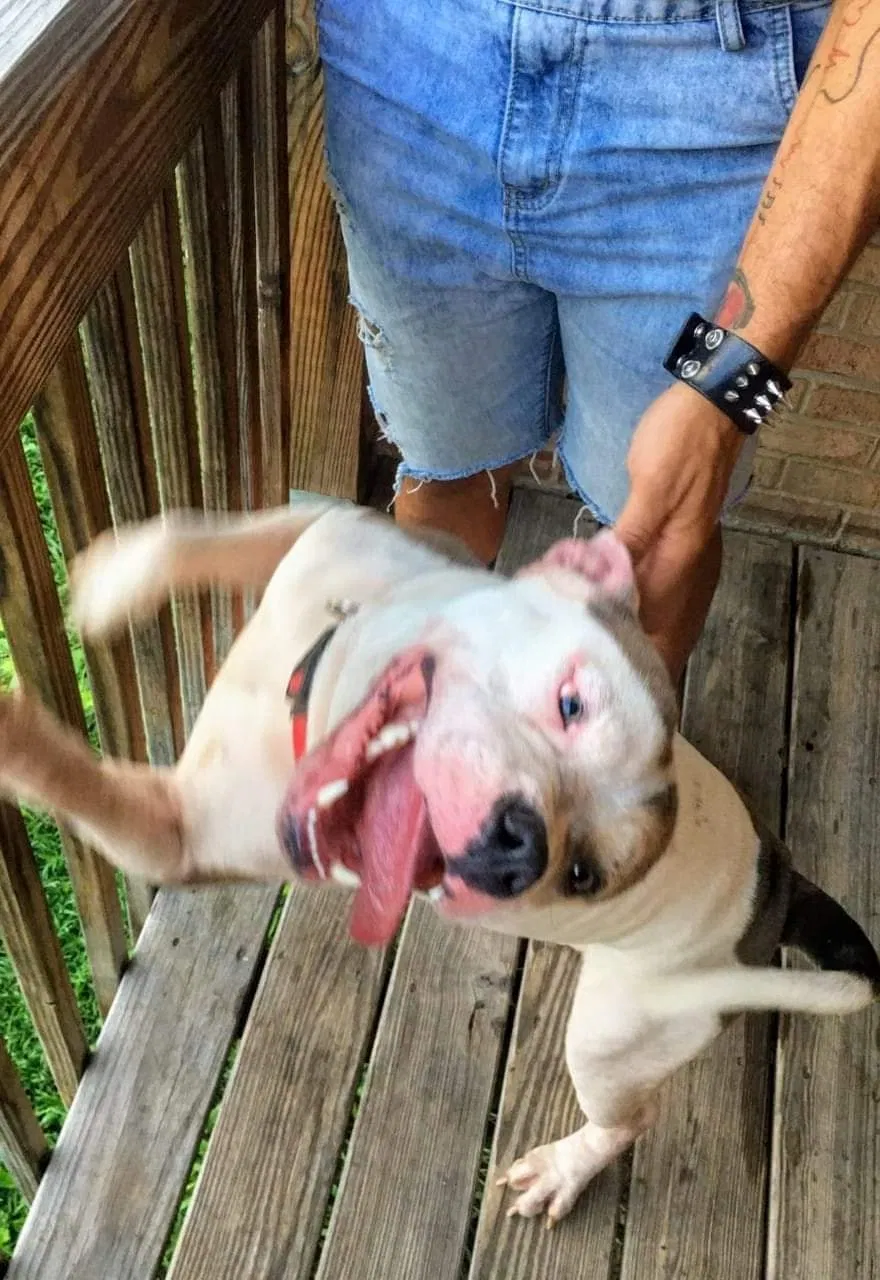 Lost dog in Cincinnati, OH, 45229