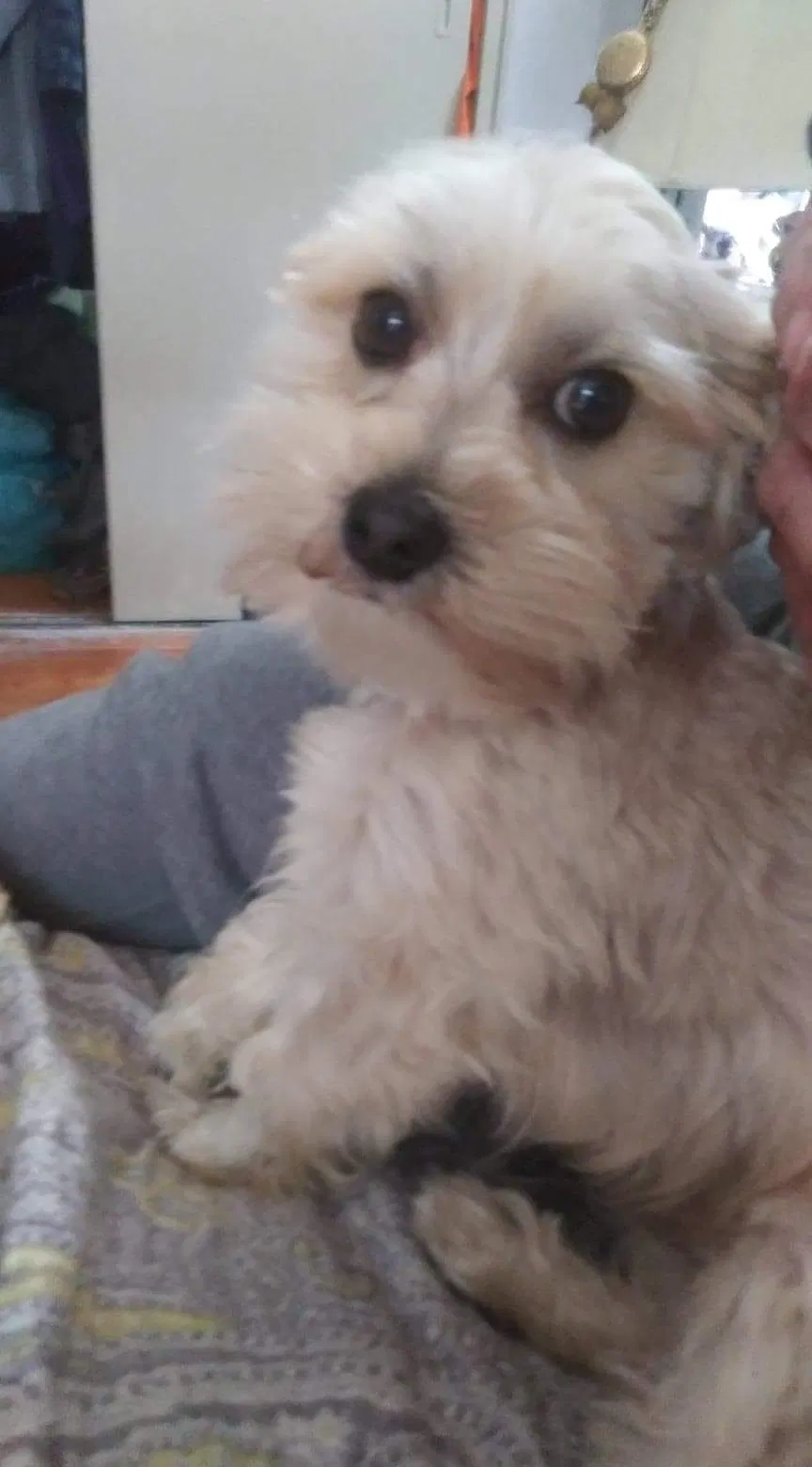 Lost dog in Cincinnati, OH, 45233