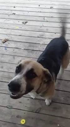 Lost dog in Metamora, IN, 47030