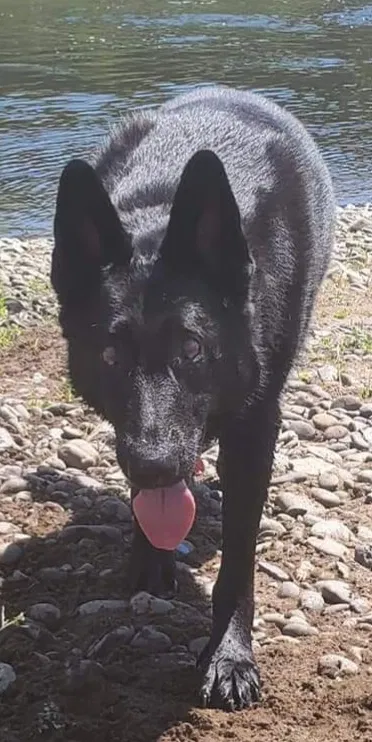 Lost dog in Chehalis, WA, 98532