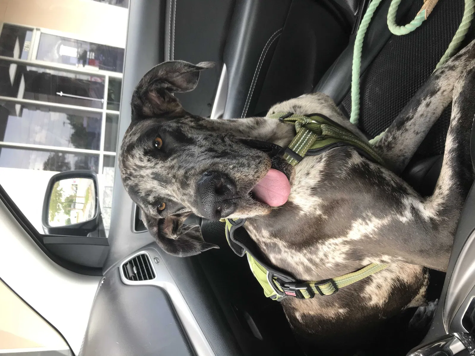 Lost dog in Montgomery, AL, 36116