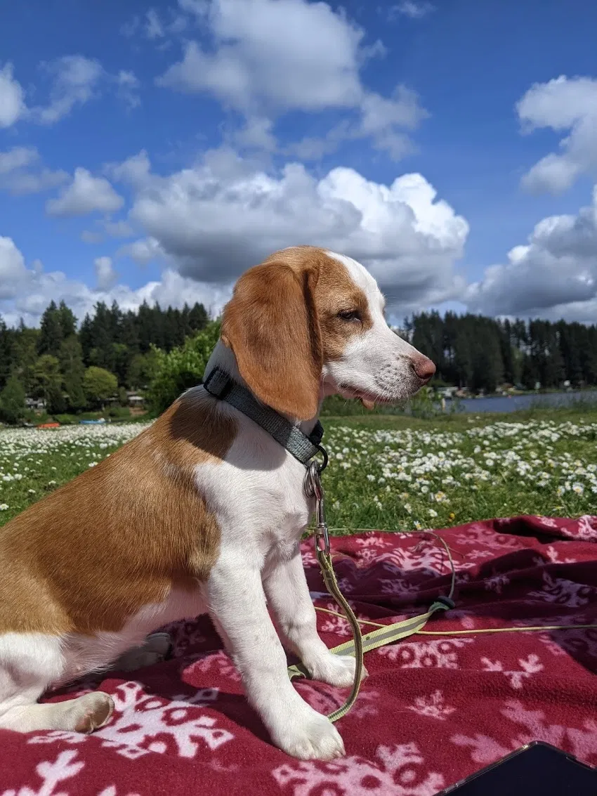 Lost dog in Seattle, WA, 98155
