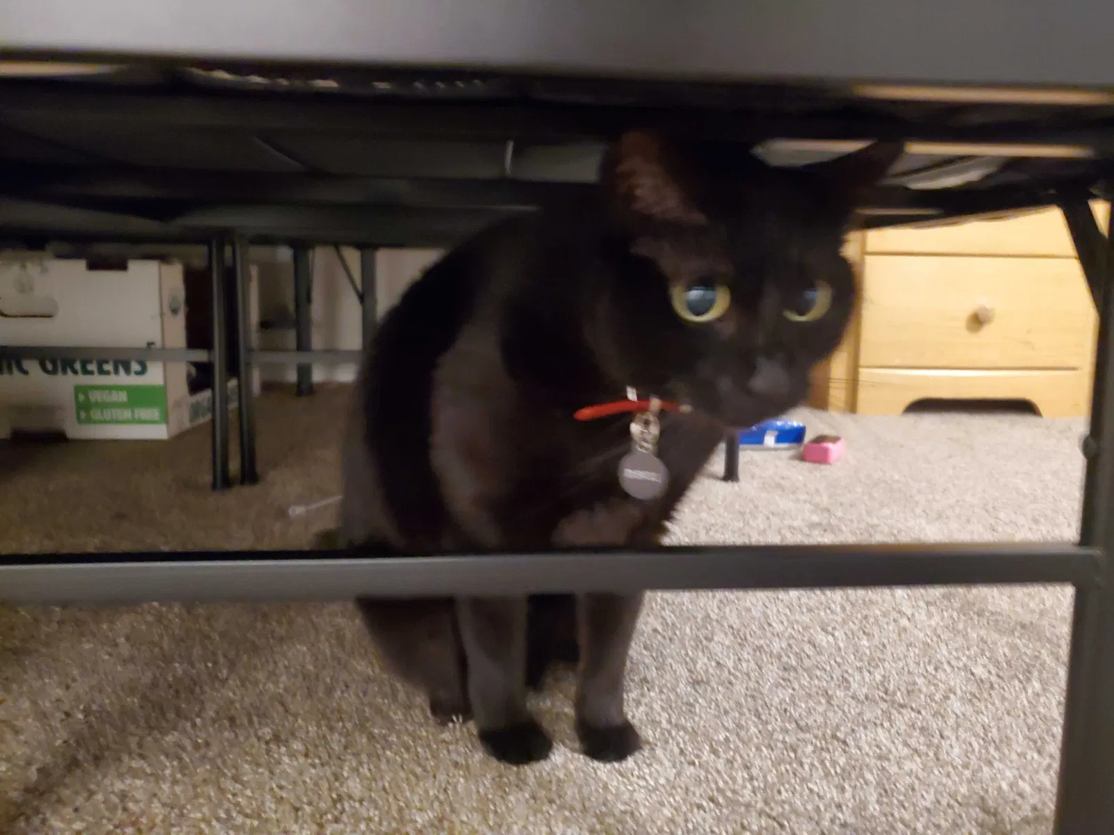 Lost cat in Salt Lake City, UT, 84104