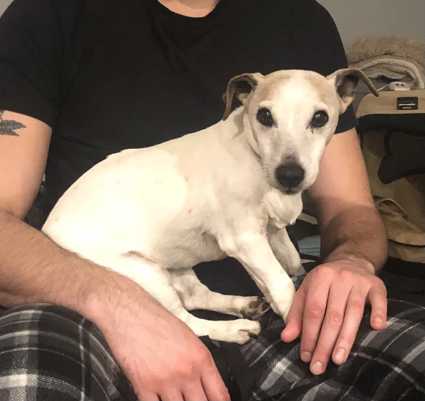 Lost dog in Murfreesboro, TN, 37128