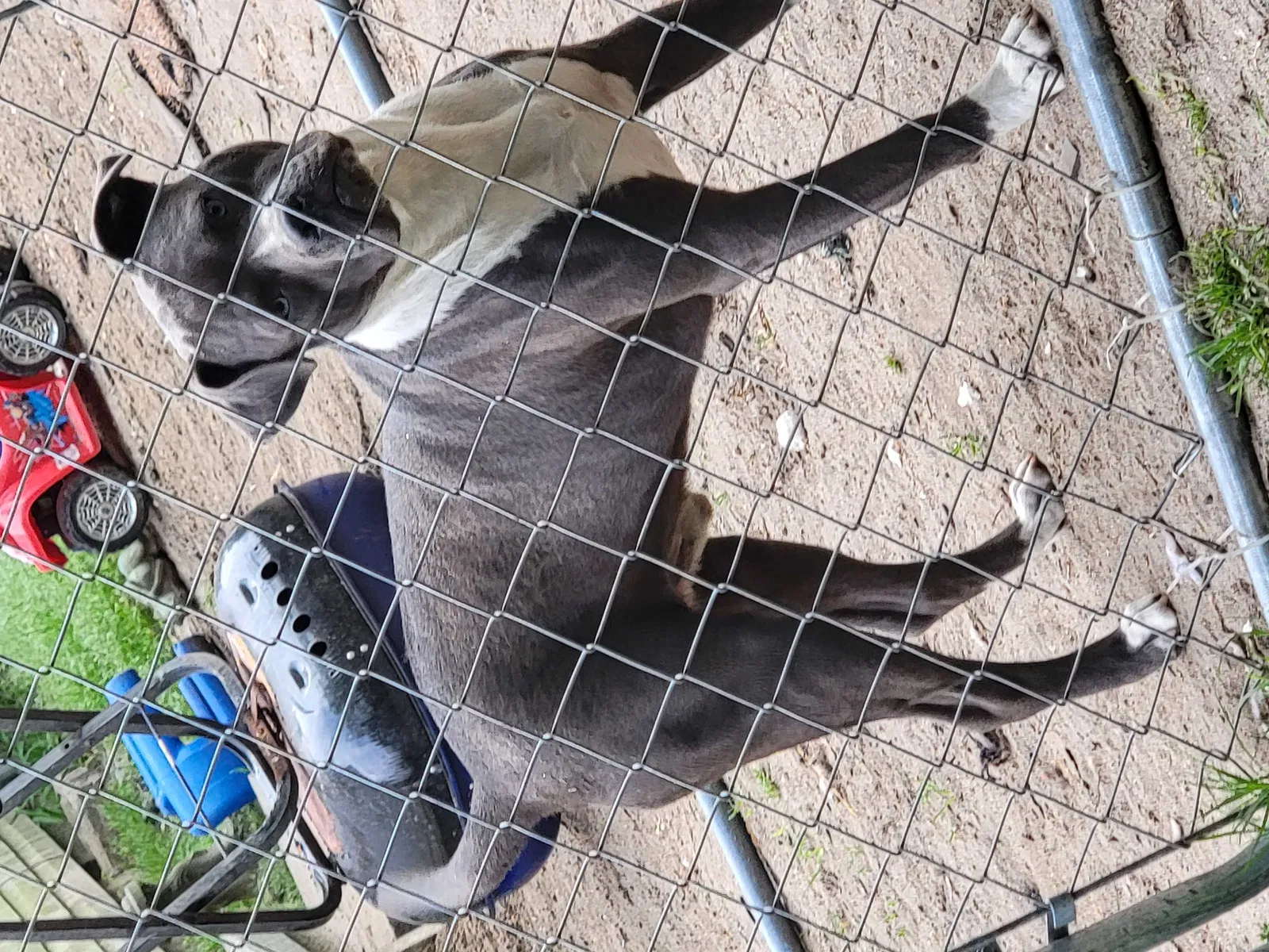 Lost dog in Fayetteville, NC, 28306