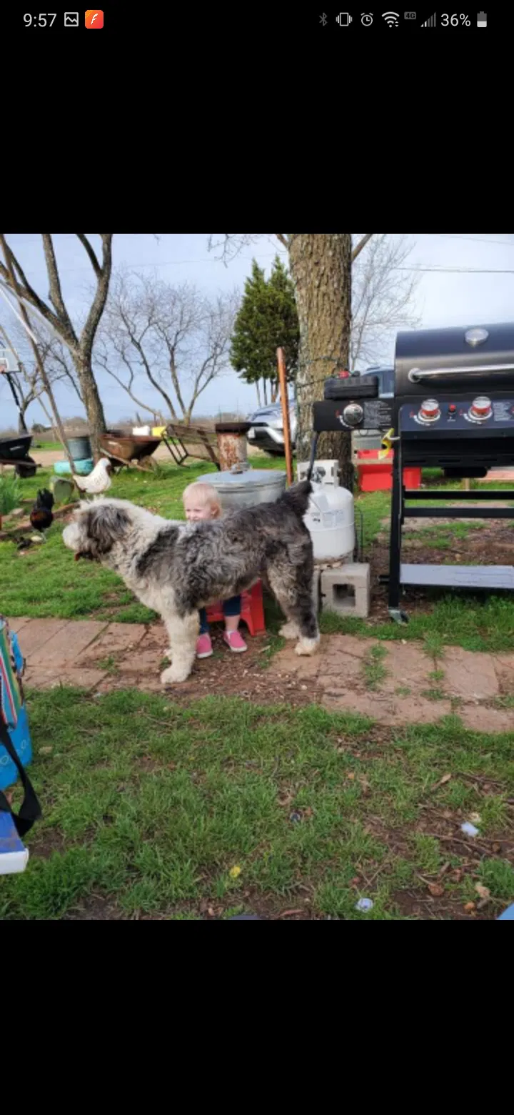 Lost dog in Valley Mills, TX, 76689