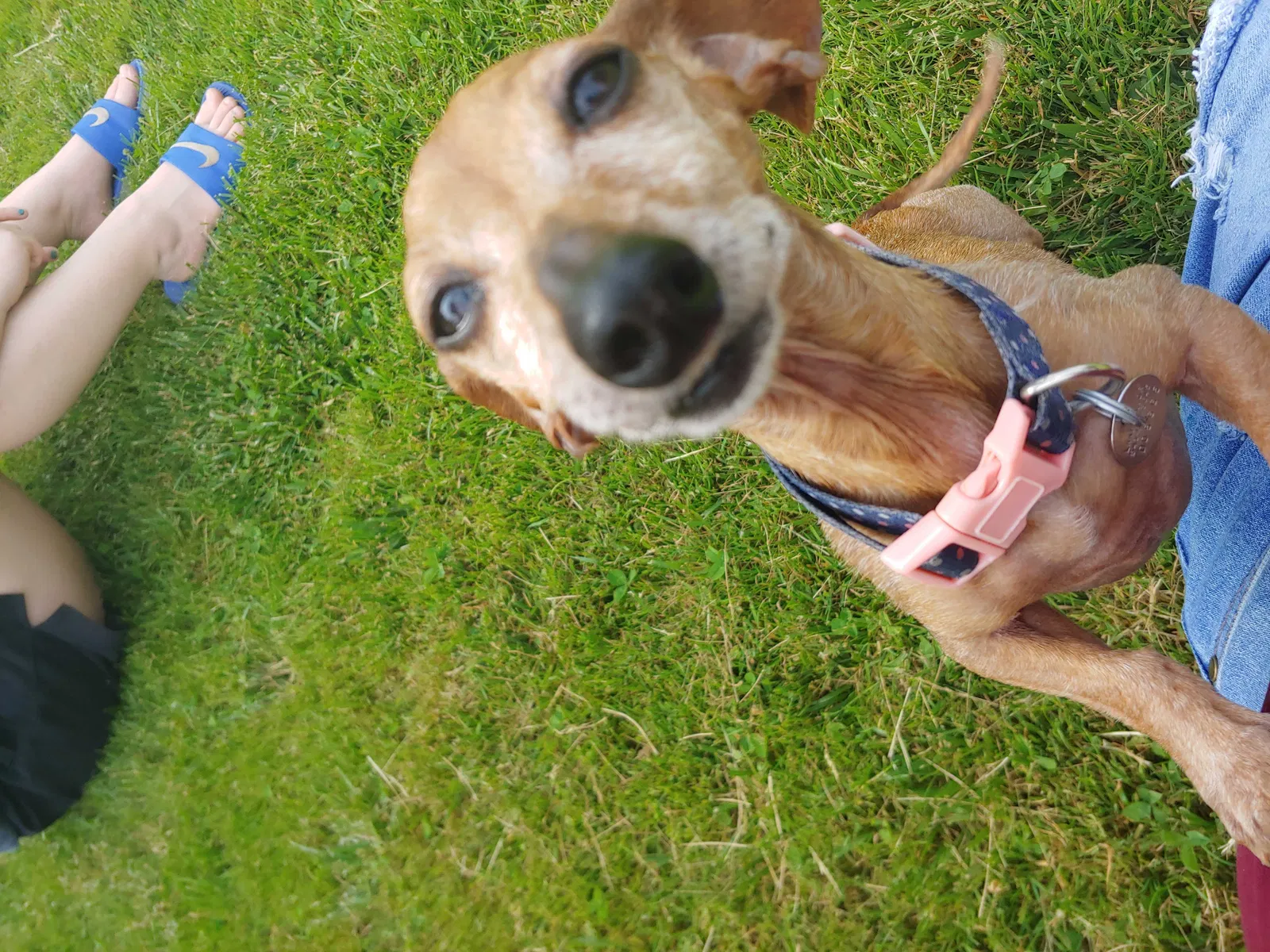 Lost dog in Eugene, OR, 97402