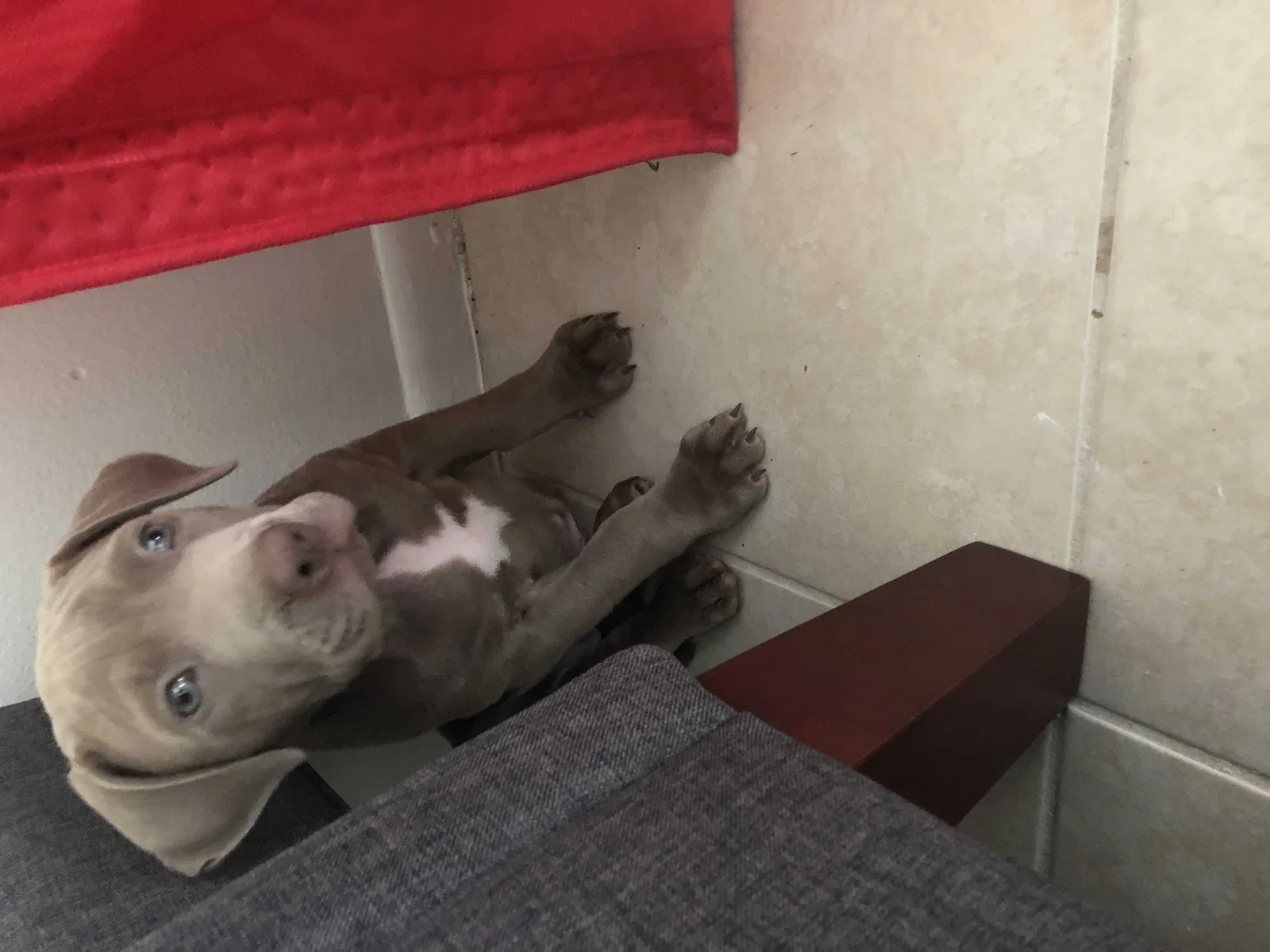 Lost dog in Port Saint Lucie, FL, 34983