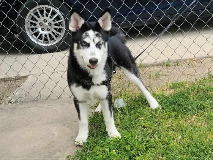 Lost dog in Los Angeles, CA, 90059