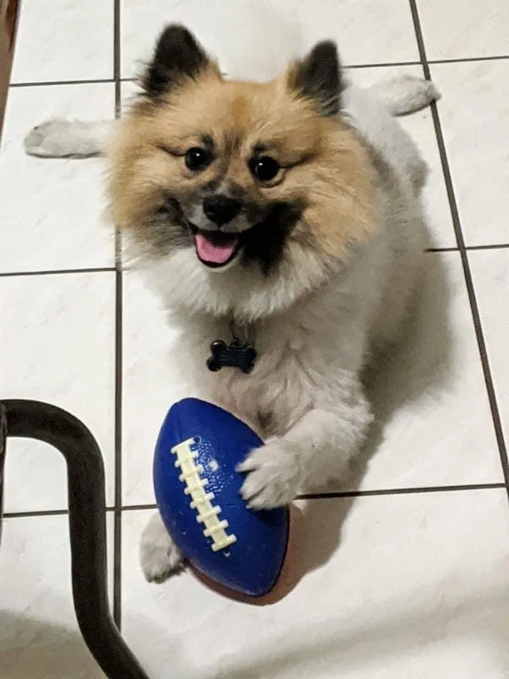 Lost dog in Miami, FL, 33165
