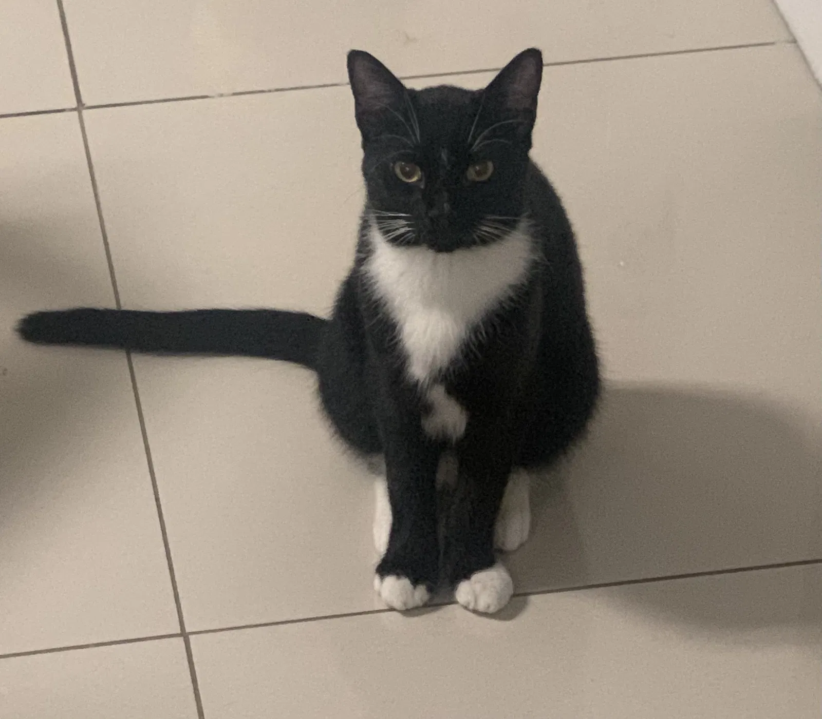 Lost cat in Miami, FL, 33125