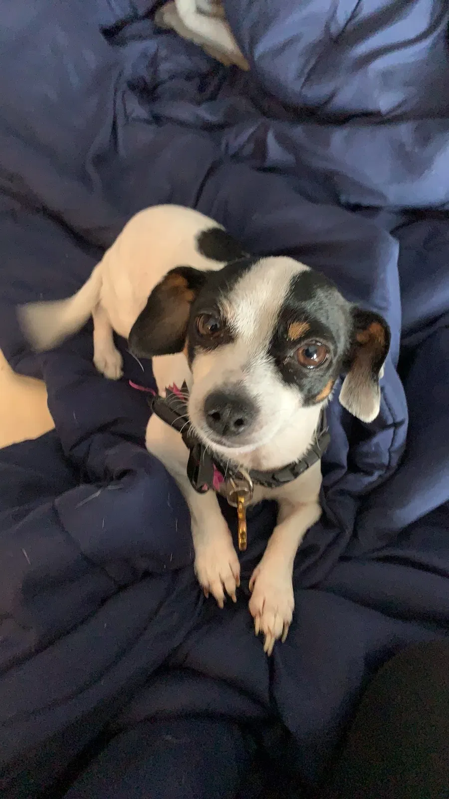 Lost dog in Stone Mountain, GA, 30088