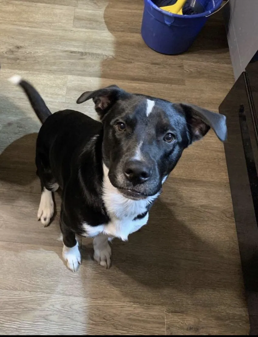 Lost dog in Pensacola, FL, 32526