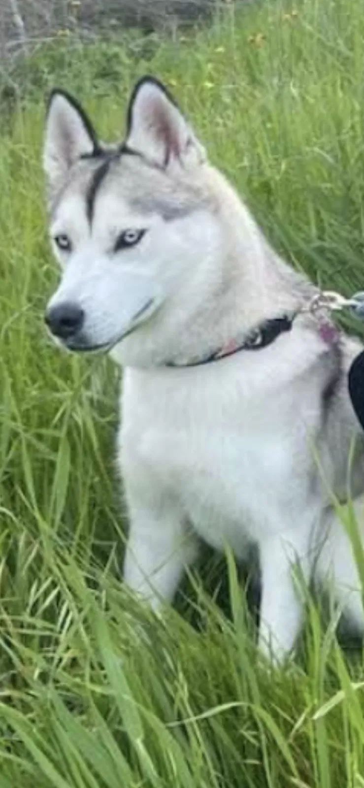 Lost dog in San Francisco, CA, 94115